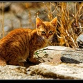 039-Chat