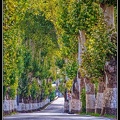 005-Allee