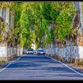 006-Allee