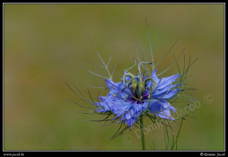 0634-Fleur bleue