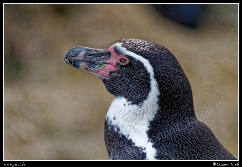 0770-Pinguin