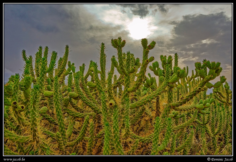 003-Cactus